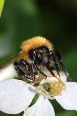 abeilles bourdons