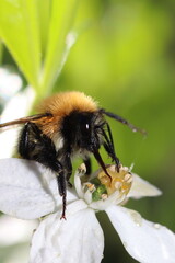abeilles bourdons
