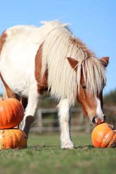 Chevaux cochon dinde et citrouille d'halloween