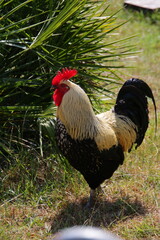 Coq