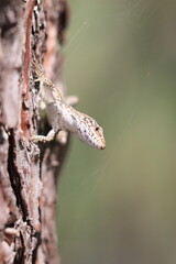 Insectes