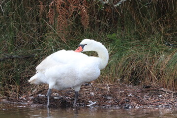 H&eacute;rons aigrettes cygnes 