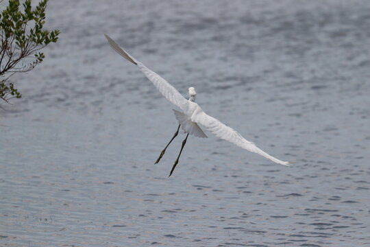 H&eacute;rons aigrettes cygnes 