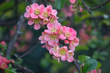 close-up of a branch of a blossoming Japanese quince. Flowering spring shrub with red flowers