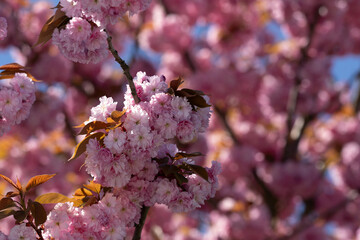 Obraz premium Pink flowers