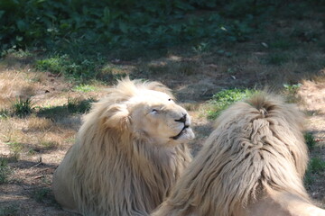 Obraz premium Zoo