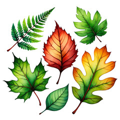 Collection of colorful autumn leaves isolated on transparent background illustration