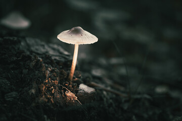 Mushroom glowing