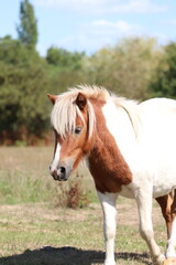 Obraz premium chevaux