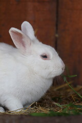 lapins cochon d'inde