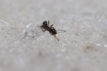 fourmis