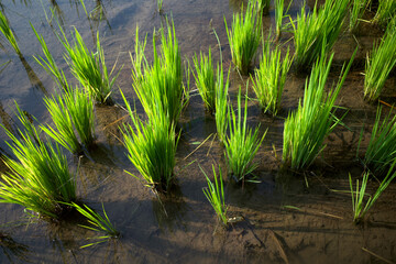 View of young rice Oryza sativa in a watered rice field