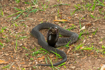Fototapeta premium The beautiful Rinkhals (Hemachatus haemachatus), also known as a ringhals or ring-necked spitting cobra, displaying its signature hood in a defensive pose – Africa’s deadly venomous snake