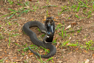 The beautiful Rinkhals (Hemachatus haemachatus), also known as a ringhals or ring-necked spitting cobra, displaying its signature hood in a defensive pose – Africa’s deadly venomous snake