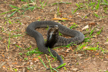 The beautiful Rinkhals (Hemachatus haemachatus), also known as a ringhals or ring-necked spitting cobra, displaying its signature hood in a defensive pose – Africa’s deadly venomous snake