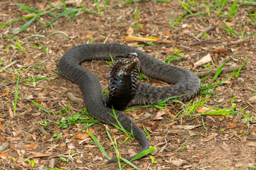 The beautiful Rinkhals (Hemachatus haemachatus), also known as a ringhals or ring-necked spitting cobra, displaying its signature hood in a defensive pose – Africa’s deadly venomous snake