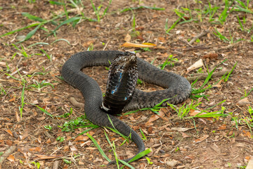 The beautiful Rinkhals (Hemachatus haemachatus), also known as a ringhals or ring-necked spitting cobra, displaying its signature hood in a defensive pose – Africa’s deadly venomous snake