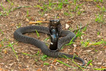 The beautiful Rinkhals (Hemachatus haemachatus), also known as a ringhals or ring-necked spitting cobra, displaying its signature hood in a defensive pose – Africa’s deadly venomous snake