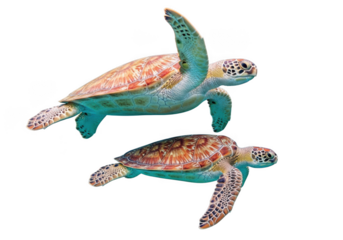 Two sea turtles swimming underwater wildlife marine life ocean aquatic animal reptiles conservation isolated on transparent background