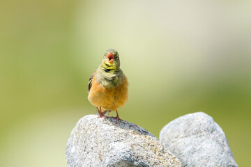 Ortolan bunting male wide singing