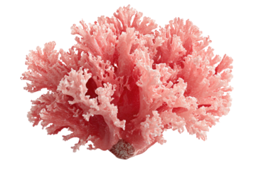 Pink coral-like, textured, organic form