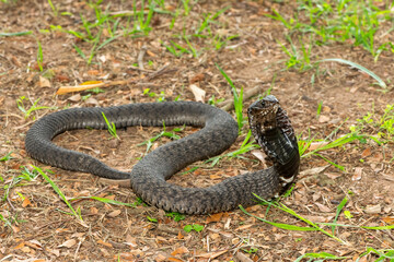The beautiful Rinkhals (Hemachatus haemachatus), also known as a ringhals or ring-necked spitting cobra, displaying its signature hood in a defensive pose – Africa’s deadly venomous snake