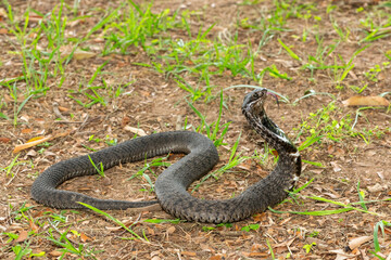 The beautiful Rinkhals (Hemachatus haemachatus), also known as a ringhals or ring-necked spitting cobra, displaying its signature hood in a defensive pose – Africa’s deadly venomous snake