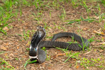 The beautiful Rinkhals (Hemachatus haemachatus), also known as a ringhals or ring-necked spitting cobra, displaying its signature hood in a defensive pose – Africa’s deadly venomous snake
