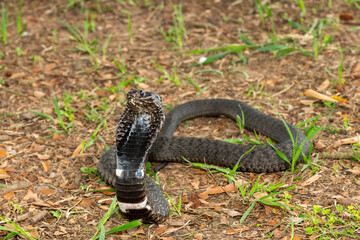 The beautiful Rinkhals (Hemachatus haemachatus), also known as a ringhals or ring-necked spitting cobra, displaying its signature hood in a defensive pose – Africa’s deadly venomous snake