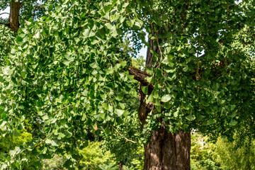 Ginkgo biloba tree with green leaves in summer