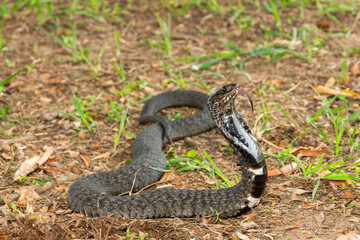 The beautiful Rinkhals (Hemachatus haemachatus), also known as a ringhals or ring-necked spitting cobra, displaying its signature hood in a defensive pose – Africa’s deadly venomous snake
