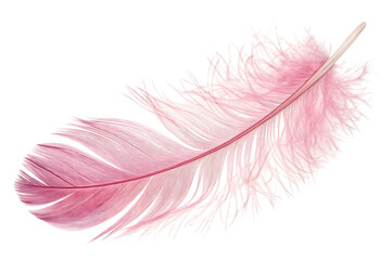 Delicate pink watercolor feather isolated on transparent background