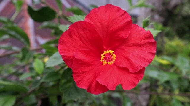 Red hibiscus flowers bloom in the garden