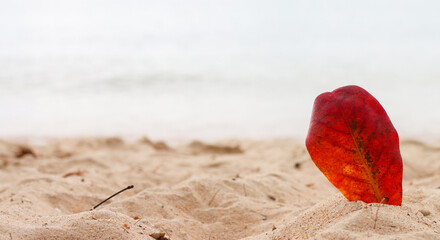 Vibrant red leaves on beach sand, ocean horizon in background, minimalist scene with copyspace.