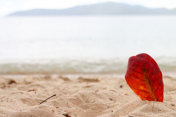 Red leaves planted in golden sand, calm sea view behind, clear copyspace, soft natural light.