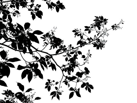 Black silhouettes of tree branches and leaves against a stark white background (1)