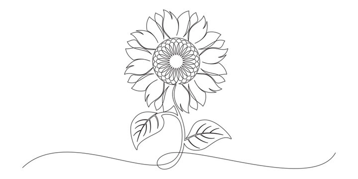 continuous line drawing of sunflower vector 3.eps