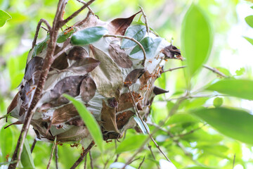Ant colony nest hanging on tree branch, red ants crawling, lush foliage background.
