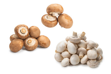 Champignon mushroom isolated on white background.