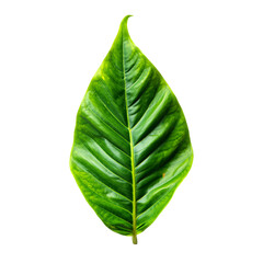 Closeup of a vibrant green leaf isolated on transparent background