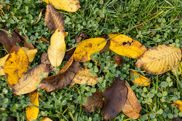 Yellow and brown autumn leaves laying on a fresh green grass and clover background, symbolizing the changing seasons in vojan gardens prague