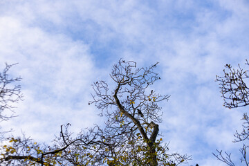Magpie perching on bare tree branches against a cloudy blue sky, captured looking up in vojan gardens, prague