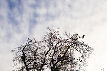 Group of crows resting on a bare tree, creating dark silhouettes against a bright, cloudy sky in vojan gardens, prague