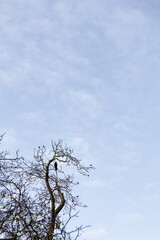 Black bird perching on a minimalist bare tree, contrasting with the soft blue sky in vojan gardens, prague