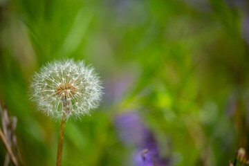 Dandelion close-up on a spring meadow. Dandelion seeds in the sunlight blowing away across a fresh green morning background