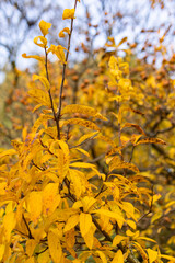 Vibrant yellow leaves covering a bush, showing the fall season colors in vojan gardens, a historic city park