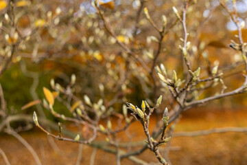 Magnolia tree branches with swelling buds preparing to bloom. Concept of new beginnings, spring awakening, and growth in nature in vojan gardens prague