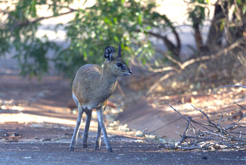 Klipspringer (Oreotragus oreotragus). Taken in Kruger National Park, South Africa.