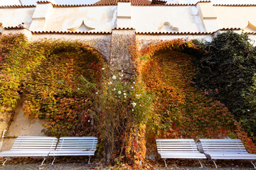 Vojan gardens wall covered in vibrant autumn foliage with two empty white benches, creating a serene and colorful outdoor scene