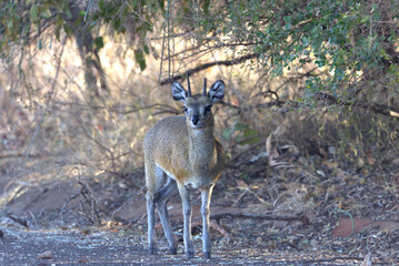 Klipspringer (Oreotragus oreotragus). Taken in Kruger National Park, South Africa.